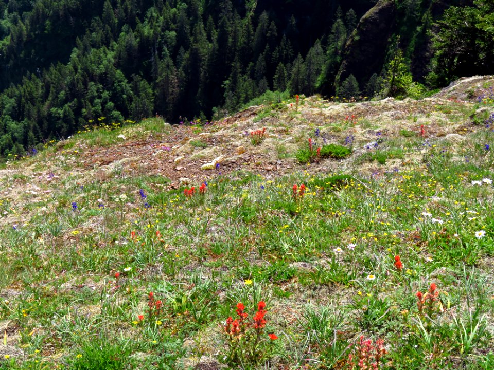 Saddle Mountain Trail in OR