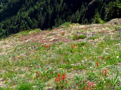 Saddle Mountain Trail in OR