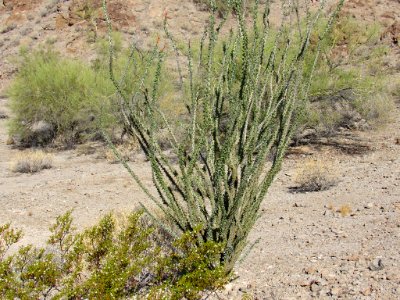 Organ Pipe Cactus NM in Arizona