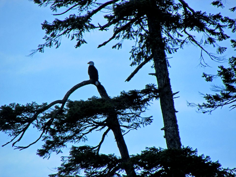 Bald Eagle at Quinault Rain Forest at Olympic NP in WA