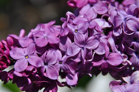 Floral violet purple photo