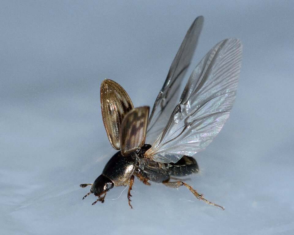 Nimbus johnsoni macro