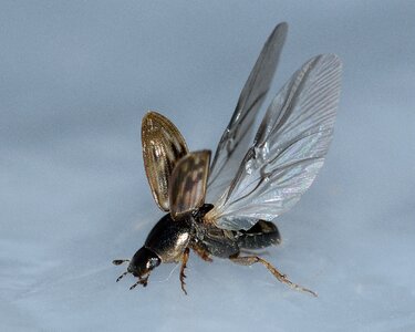 Nimbus johnsoni macro