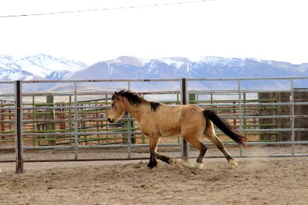 8458  4 Year old Gelding (7)