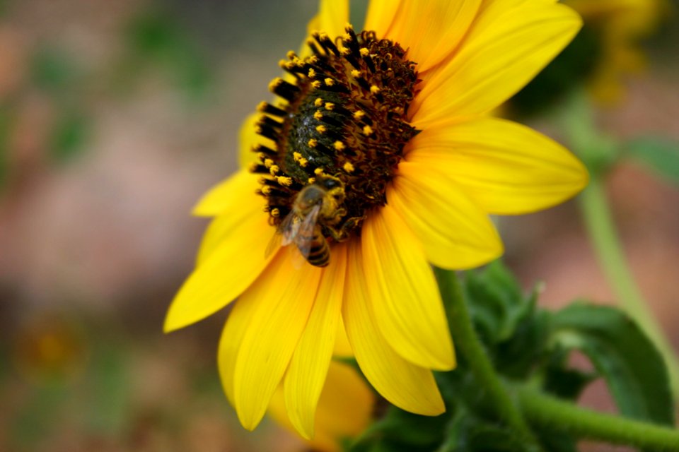 Agent of Pollination