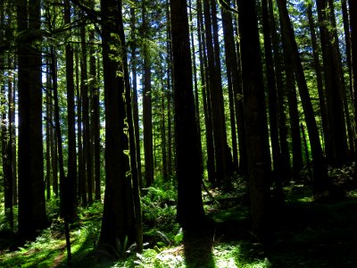 Larch Mountain in Oregon