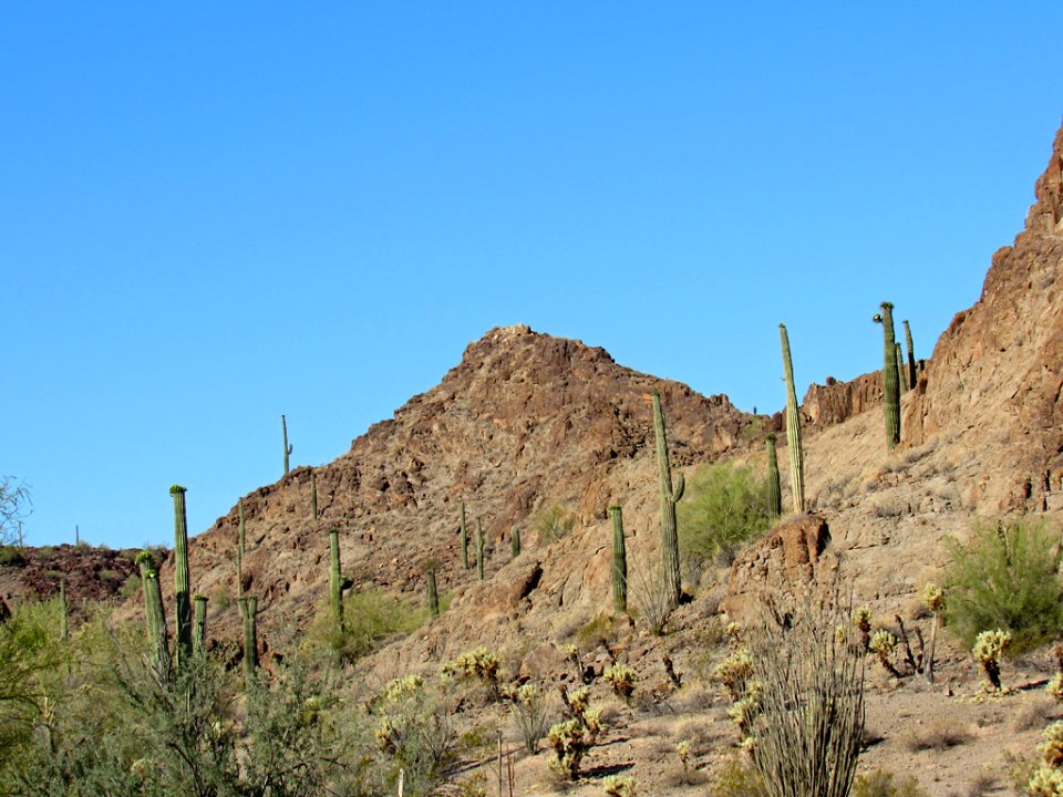 Organ Pipe Cactus NM in Arizona