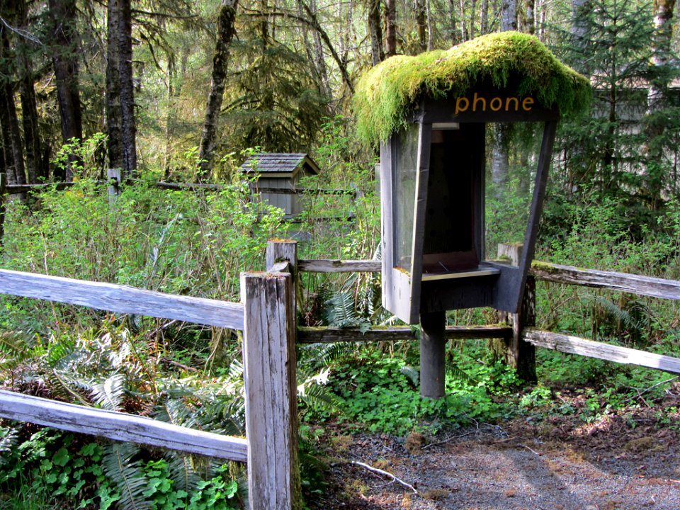 Hoh Rain Forest at Olympic NP in WA