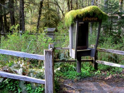 Hoh Rain Forest at Olympic NP in WA