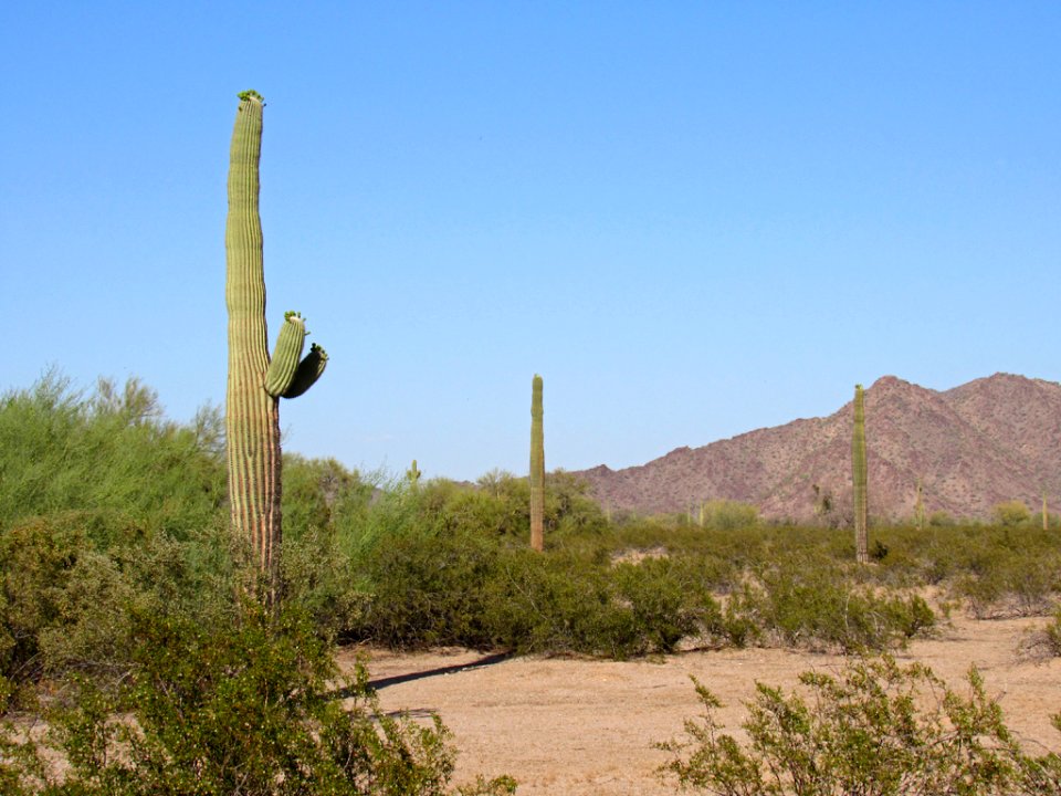 Sonoran Desert NM in AZ