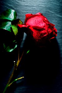 Rose rouge photo