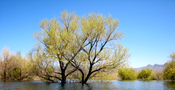 Trees Like the Water