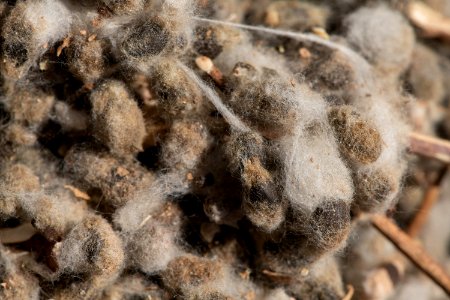 20181108-APHIS-LSC-0484