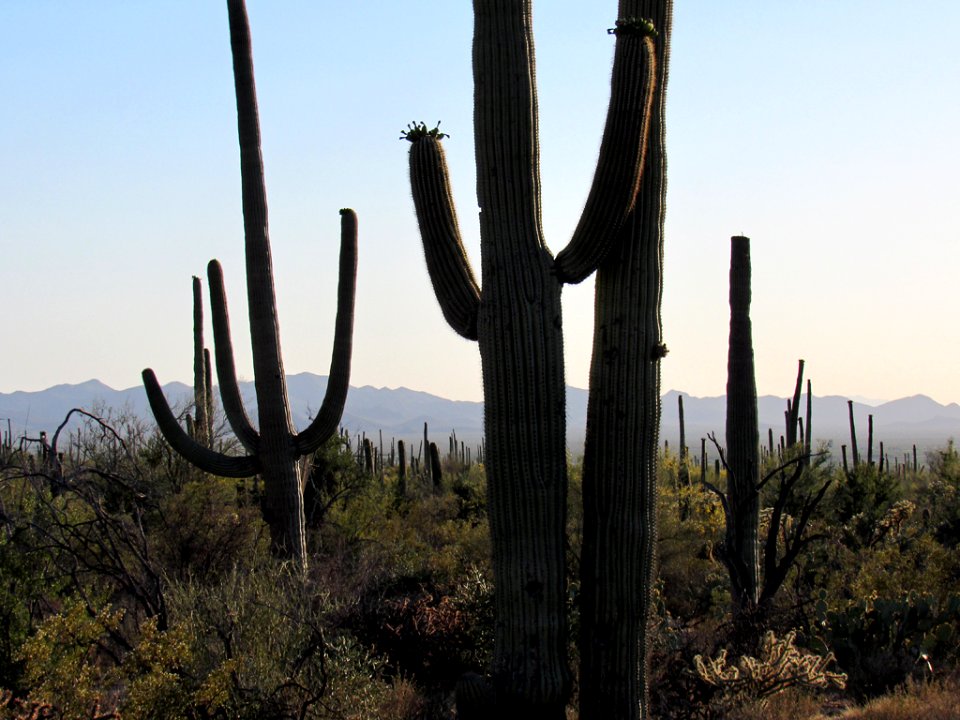 Saguaro NP in Arizona