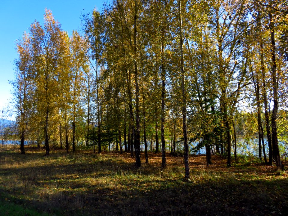 Autumn at Steigerwald Lake NWR in WA