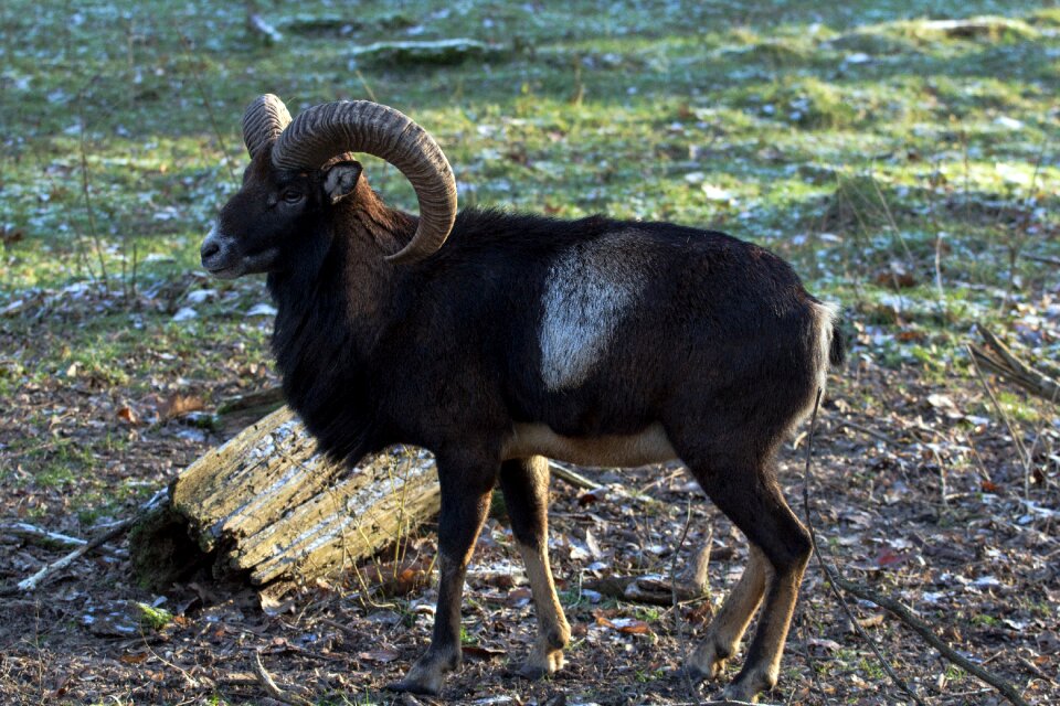 Capricorn wild animals