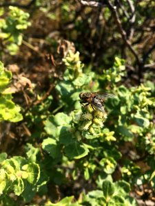 King Range Fly on Baccharis Pilularis in Arcata Field Office
