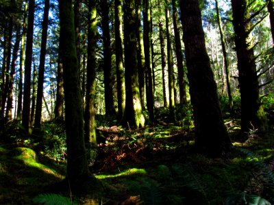 Forest at God's Thumb Hike in OR