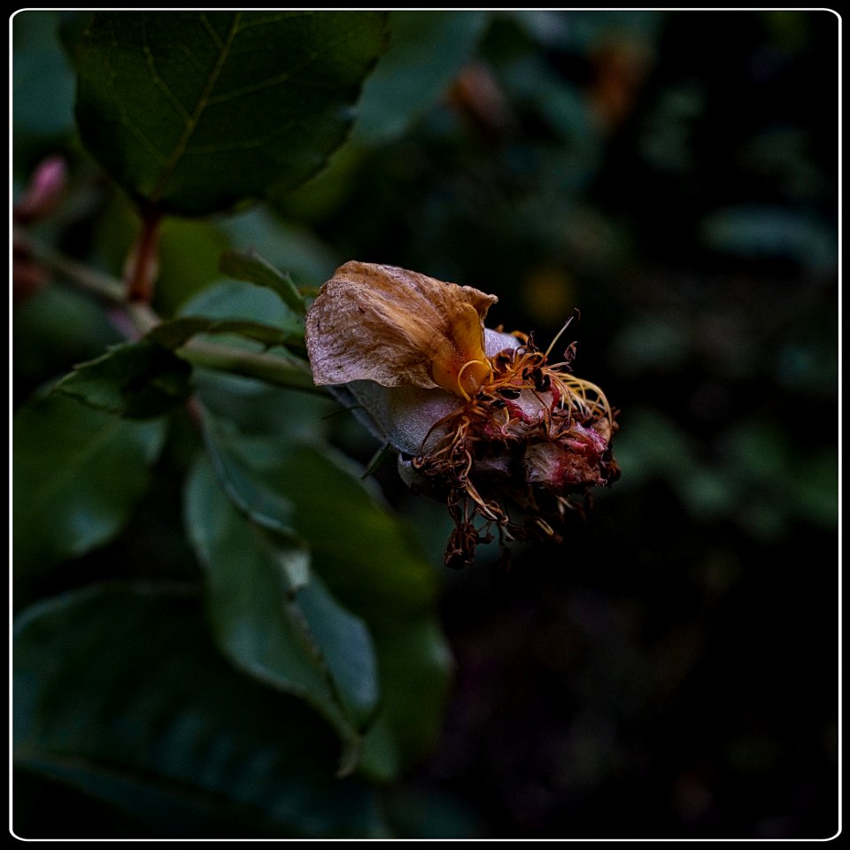 Autumn Impression #5 - Yellow Rose