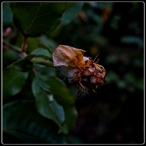 Autumn Impression #5 - Yellow Rose photo