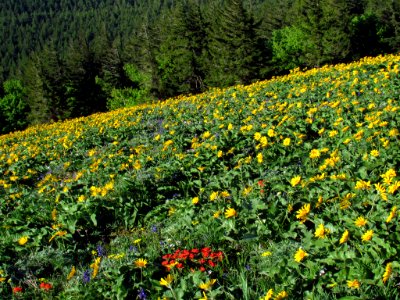 Wildflowers on Dog Mountain Trail in WA