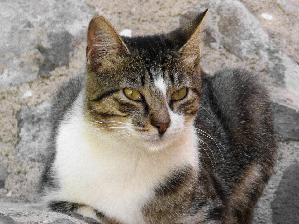 Cat green eyes feline