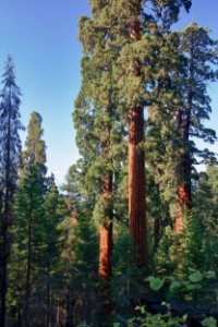 Case Mountain Giant Sequoias photo