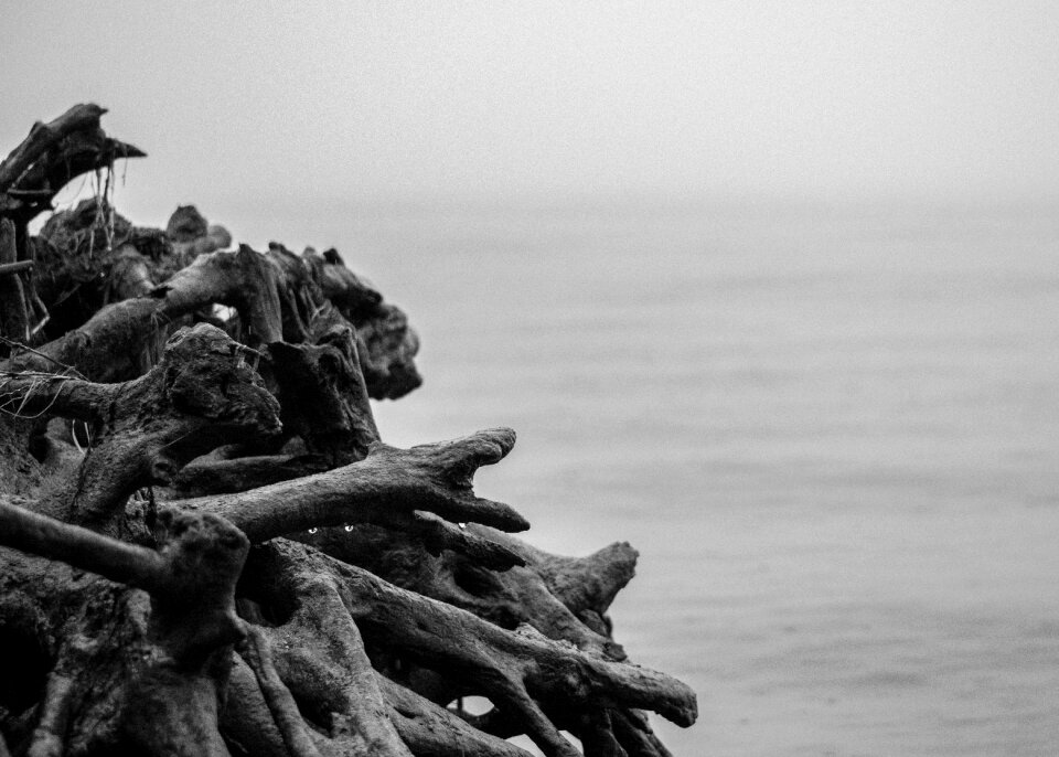 Coast nature fog