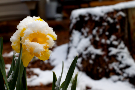 Daffodil Says WTF