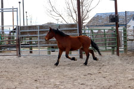 8471  4 Year old Gelding (2)