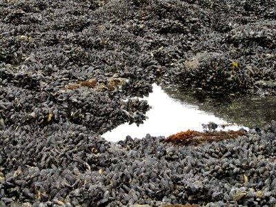 Mussel Bed at Yaquina Head in Newport, Oregon