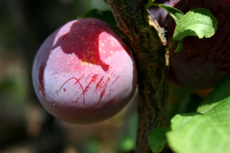 Plum Crop