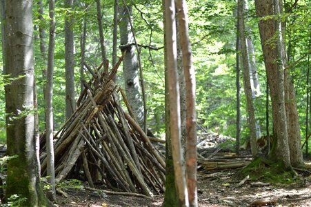 Hut wood nature
