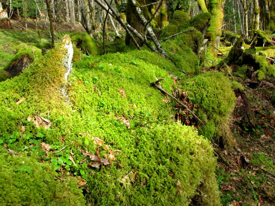 Gifford Pinchot NF in WA