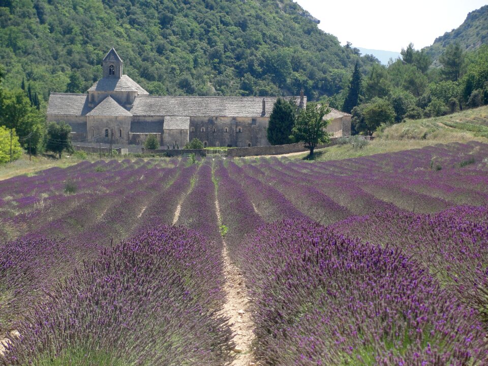 Lavender field purple
