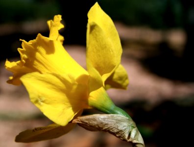Daffodil Profile photo