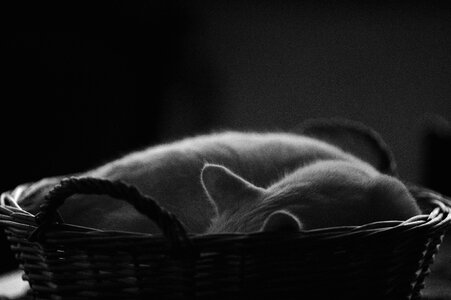 White cat pets sleep