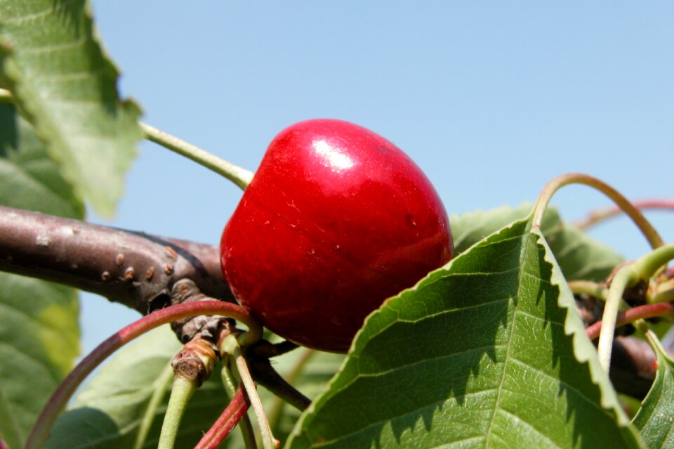 Cherries leaf summer