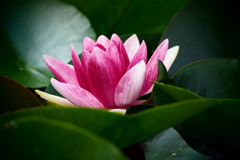 Plant flower leafs