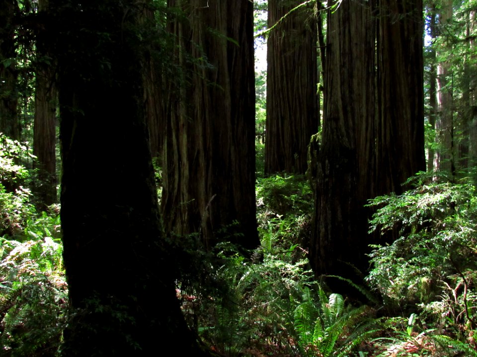 Jedediah Smith Redwoods SP in California