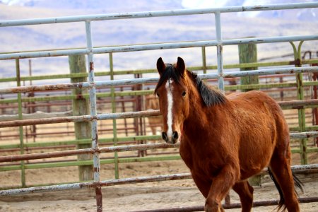 8454  3 Year old Gelding (5)