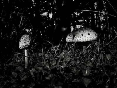 Parasol Mushrooms photo