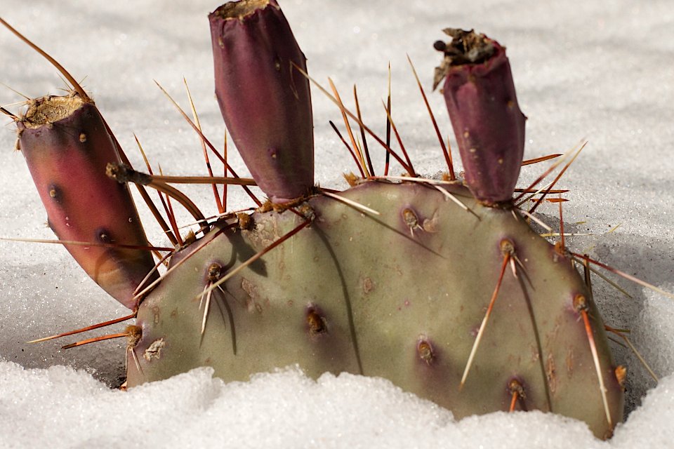 Frozen Prickly Pear