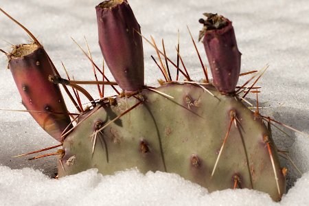 Frozen Prickly Pear