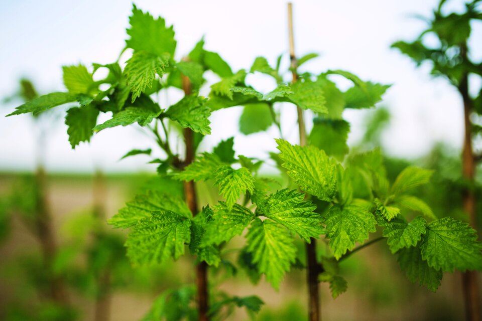 Spring leaf leaves