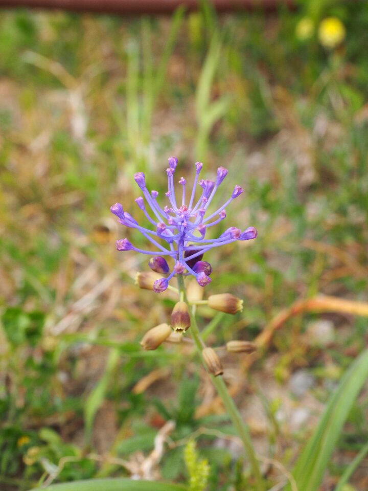 Flower violet globose