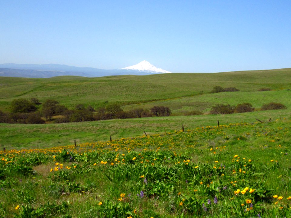 Wildflowers and Mt. Hood at Dalles Mt. Ranch in WA