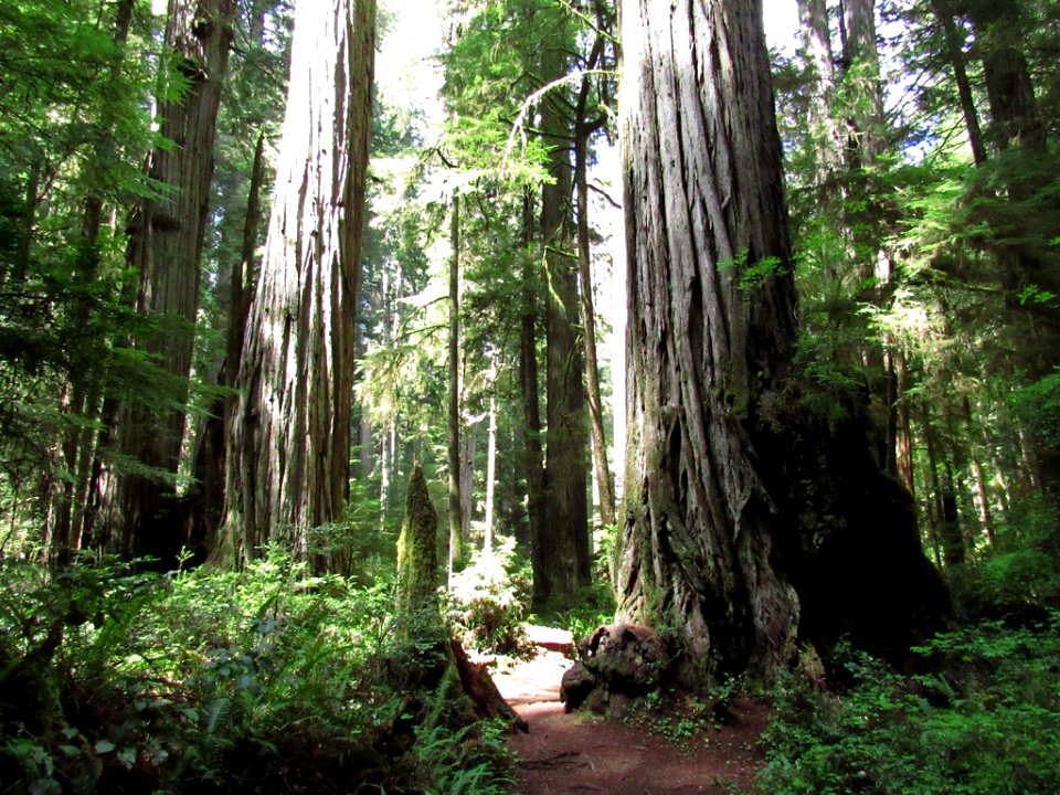 Jedediah Smith Redwoods SP in California