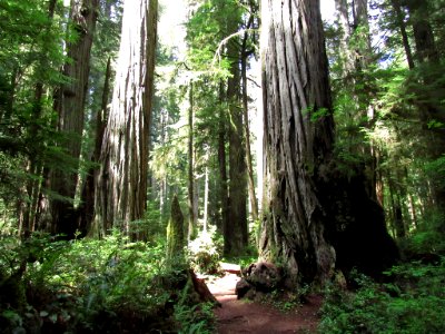 Jedediah Smith Redwoods SP in California photo