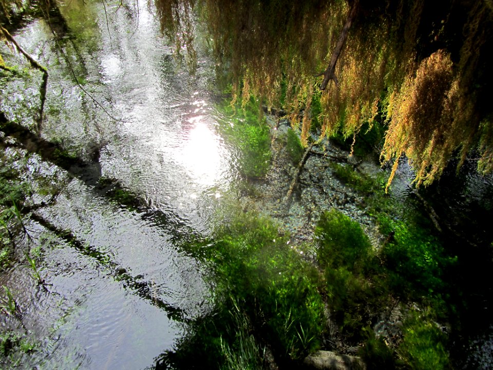 Hoh Rain Forest at Olympic NP in WA